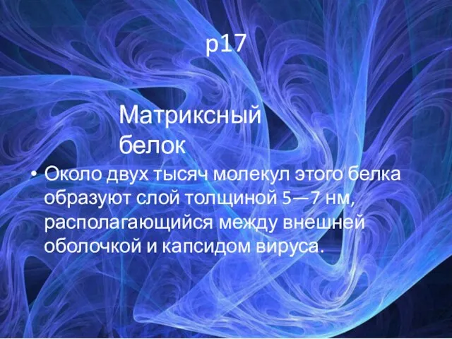 p17 Около двух тысяч молекул этого белка образуют слой толщиной 5—7 нм, располагающийся