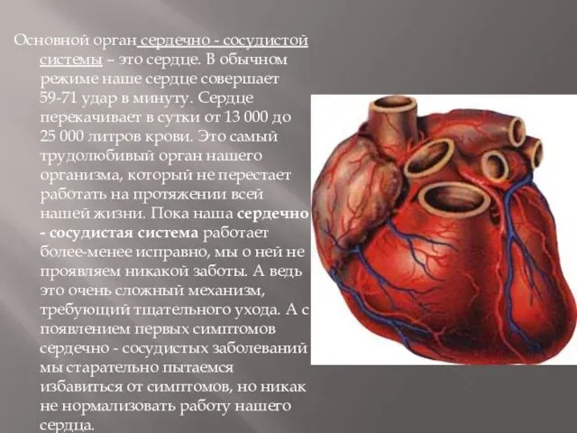 Основной орган сердечно - сосудистой системы – это сердце. В