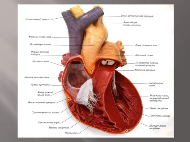 Анатомическое строение сердца