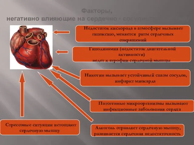 Факторы, негативно влияющие на сердечно - сосудистую систему Недостаток кислорода