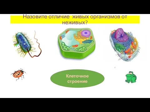 Назовите отличие живых организмов от неживых? Клеточное строение