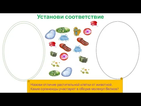 Установи соответствие Назови отличие растительной клетки от животной. Какие органоиды участвуют в сборке молекул белков?