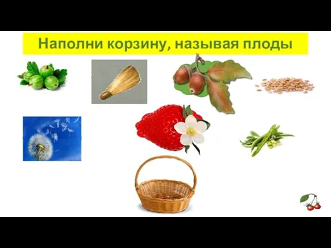 Наполни корзину, называя плоды ягода крылатка желудь семянка многокостянка зерновка боб