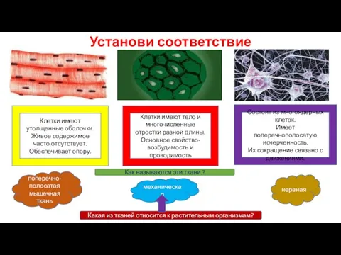 Установи соответствие Клетки имеют тело и многочисленные отростки разной длины.