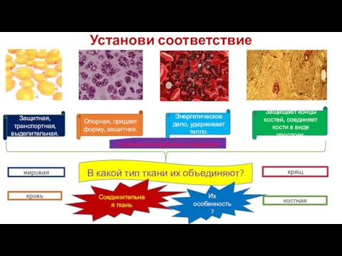 Установи соответствие Защитная, транспортная, выделительная. Опорная, придает форму, защитная. Энергетическое