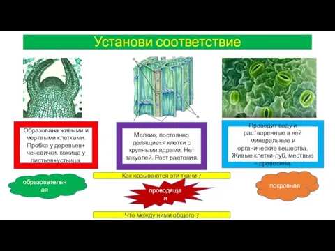 Установи соответствие Образована живыми и мертвыми клетками. Пробка у деревьев+