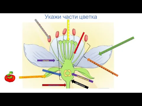 Укажи части цветка Л Е П Е С Т О