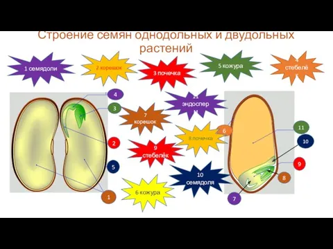 Строение семян однодольных и двудольных растений 1 2 3 4