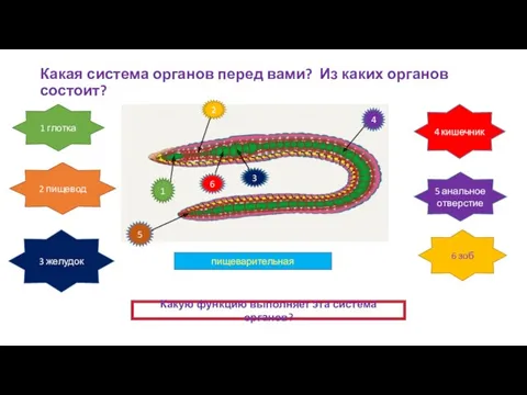 Какая система органов перед вами? Из каких органов состоит? пищеварительная