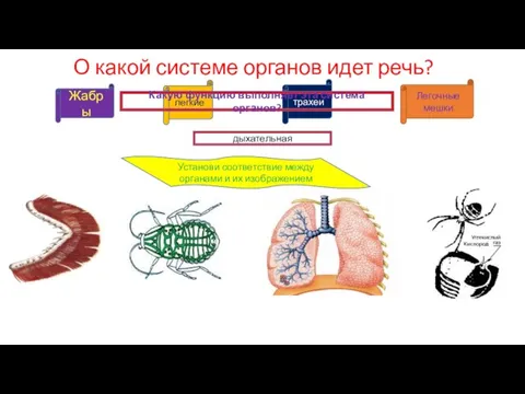 О какой системе органов идет речь? Жабры дыхательная Установи соответствие