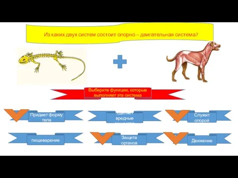 Из каких двух систем состоит опорно – двигательная система? Выберите