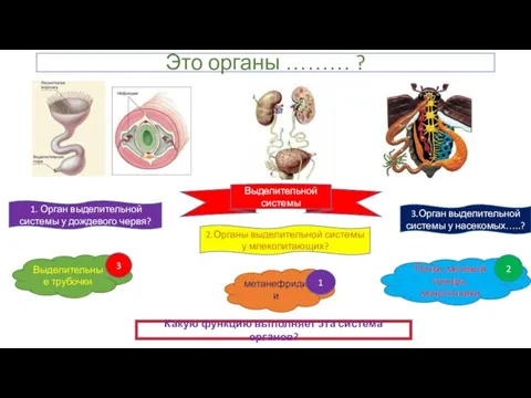 Это органы ……… ? Выделительной системы 1. Орган выделительной системы