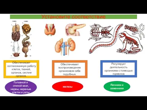 Установите соответствие Обеспечивает согласованную работу клеток, тканей, органов, систем органов.