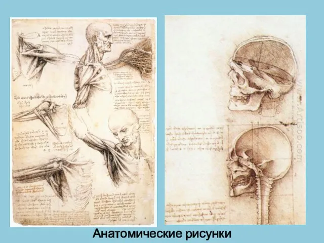 Анатомические рисунки