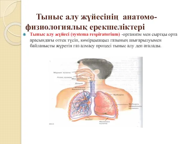 Тыныс алу жүйесінің анатомо- физиологиялық ерекшеліктері Тыныс алу жүйесі (systema