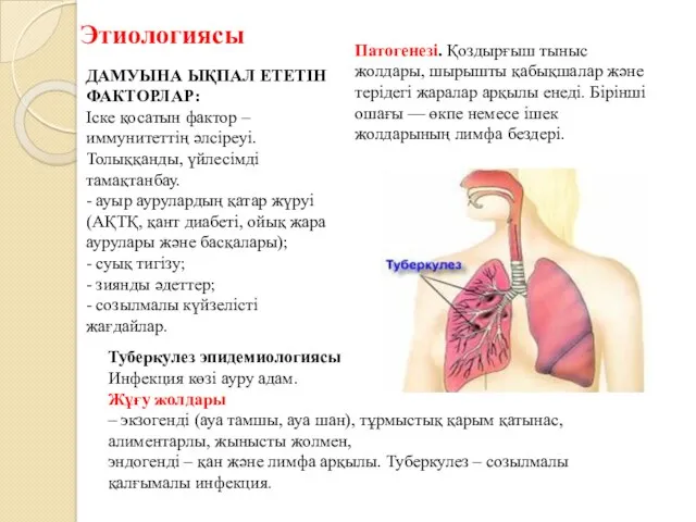 ДАМУЫНА ЫҚПАЛ ЕТЕТІН ФАКТОРЛАР: Іске қосатын фактор – иммунитеттің әлсіреуі.