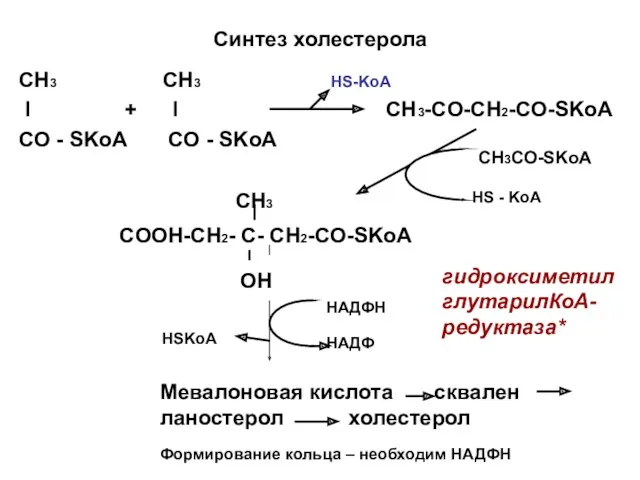 Синтез холестерола СН3 CH3 I + I CH3-CO-CH2-CO-SKoA CO - SKoA CO -