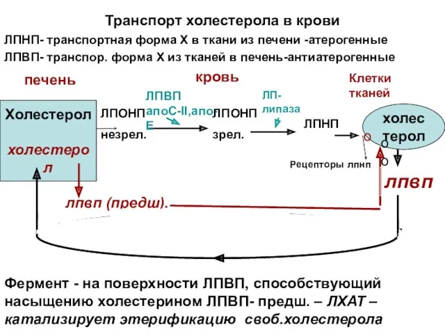 Транспорт холестерола в крови ЛПНП- транспортная форма Х в ткани из печени -атерогенные