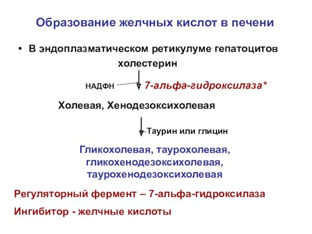 Образование желчных кислот в печени В эндоплазматическом ретикулуме гепатоцитов холестерин 7-альфа-гидроксилаза* НАДФН Холевая,