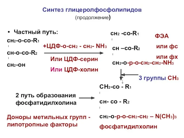 Синтез глицеролфосфолипидов (продолжение) Частный путь: сн2-о-со-R1 I сн-о-со-R2 I сн2-он +ЦДФ-о-сн2 - сн2-