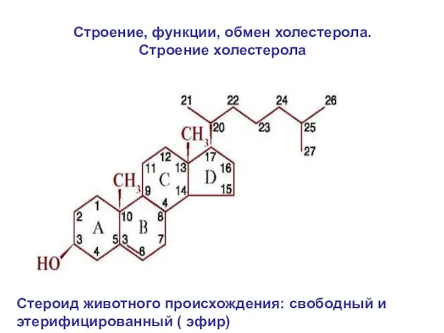 Строение, функции, обмен холестерола. Строение холестерола Стероид животного происхождения: свободный и этерифицированный ( эфир)