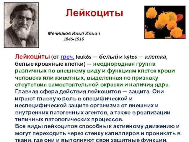Лейкоциты Лейкоци́ты (от греч. leukós — белый и kýtos —