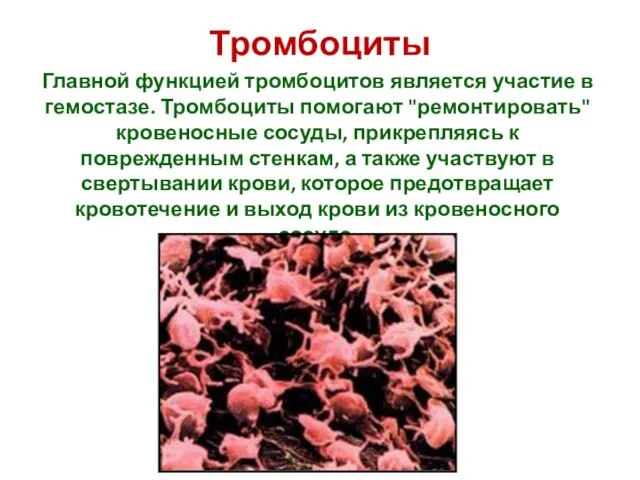 Тромбоциты Главной функцией тромбоцитов является участие в гемостазе. Тромбоциты помогают