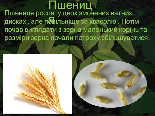 Пшениця Пшениця росла у двох змочених ватних дисках , але