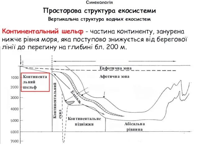 Просторова структура екосистеми Вертикальна структура водних екосистем Синекологія Континентальний шельф