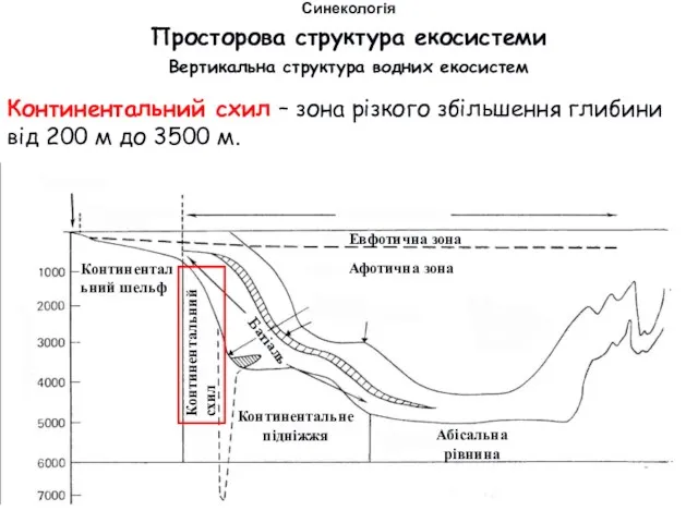 Просторова структура екосистеми Вертикальна структура водних екосистем Синекологія Континентальний схил