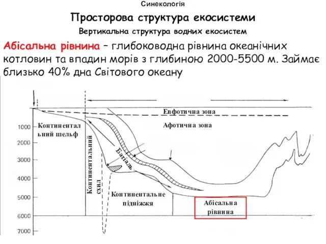 Просторова структура екосистеми Вертикальна структура водних екосистем Синекологія Абісальна рівнина