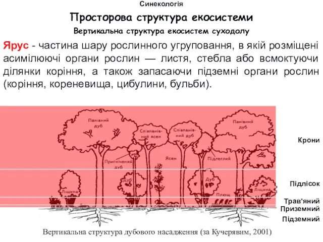 Вертикальна структура екосистем суходолу Ярус - частина шару рослинного угруповання, в якій розміщені