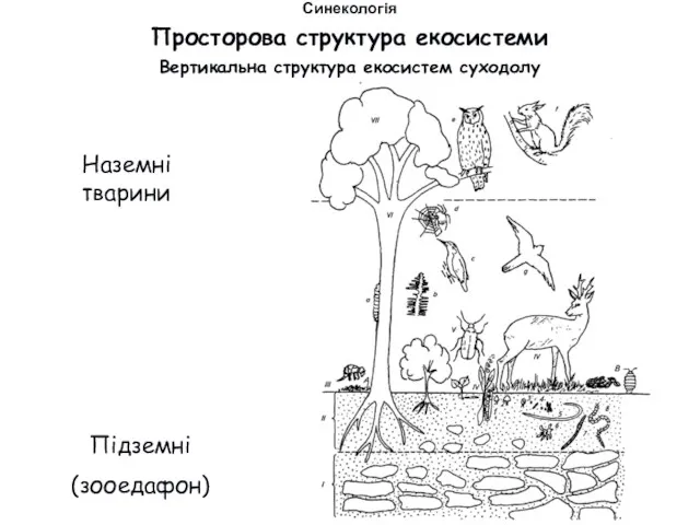 Підземні (зооедафон) Наземні тварини Вертикальна структура екосистем суходолу Просторова структура екосистеми Синекологія