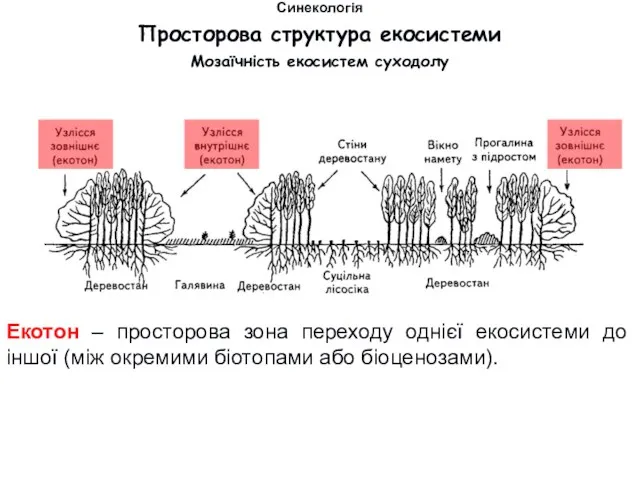 Мозаїчність екосистем суходолу Екотон – просторова зона переходу однієї екосистеми до іншої (між