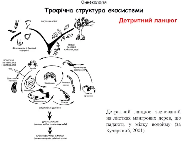 Детритний ланцюг, заснований на листках мангрових дерев, що падають у