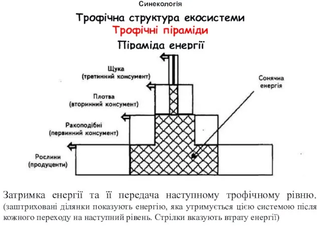 Піраміда енергії Затримка енергії та її передача наступному трофічному рівню. (заштриховані ділянки показують