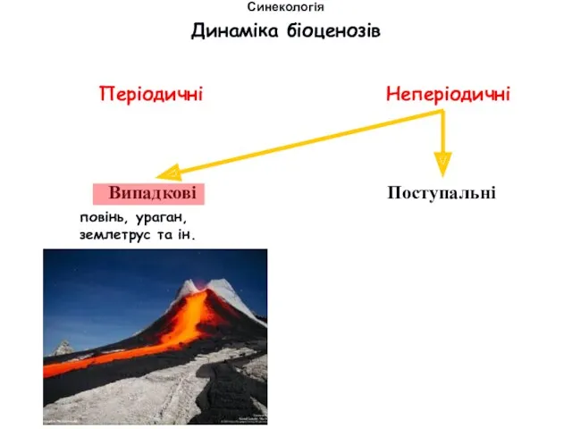 Періодичні Неперіодичні повінь, ураган, землетрус та ін. Динаміка біоценозів Синекологія