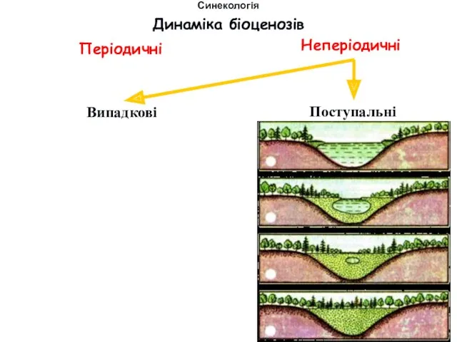 Періодичні Неперіодичні Динаміка біоценозів Синекологія