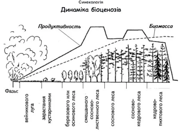 Динаміка біоценозів Синекологія