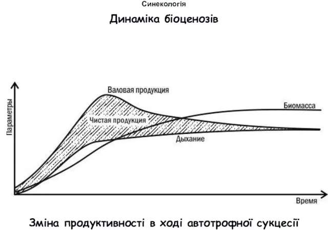 Динаміка біоценозів Синекологія Зміна продуктивності в ході автотрофної сукцесії