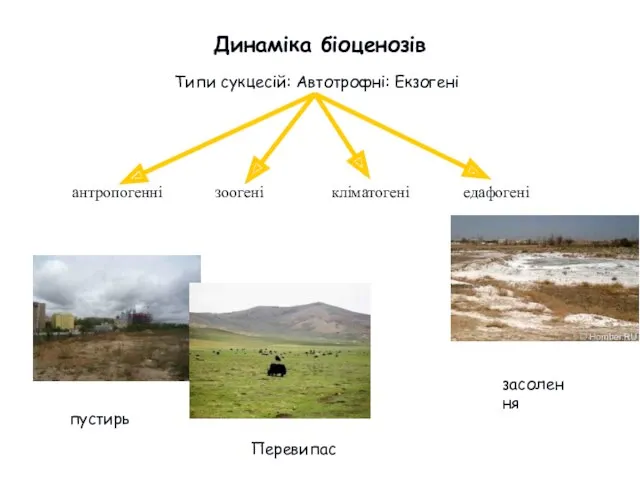 Динаміка біоценозів Типи сукцесій: Автотрофні: Екзогені антропогенні зоогені кліматогені едафогені пустирь Перевипас засолення