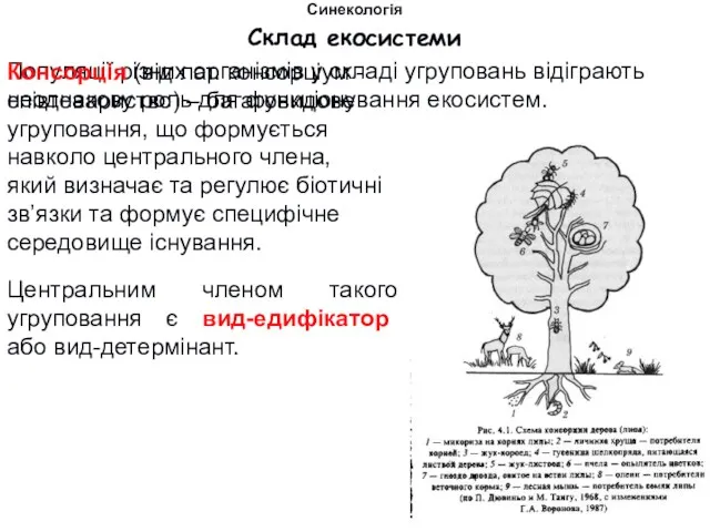 Синекологія Склад екосистеми Популяції різних організмів у складі угруповань відіграють неоднакову роль для