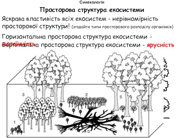 Просторова структура екосистеми Синекологія Яскрава властивість всіх екосистем - нерівномірність просторової структури! (згадайте