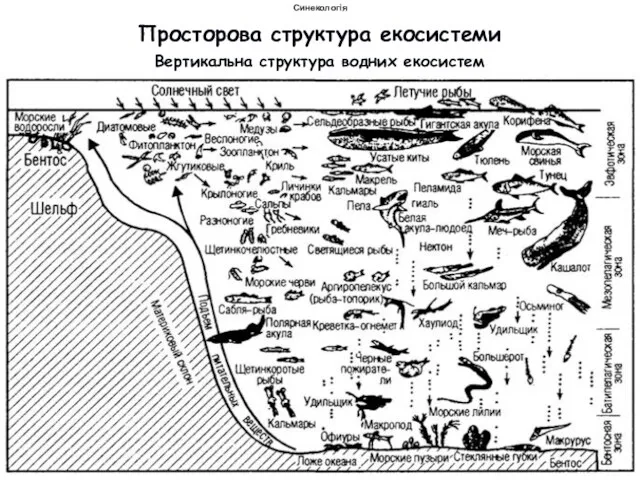Просторова структура екосистеми Вертикальна структура водних екосистем Синекологія