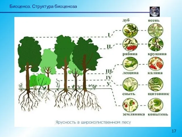 Биоценоз. Структура биоценоза