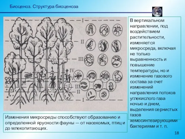 Биоценоз. Структура биоценоза В вертикальном направлении, под воздействием растительности, изменяется