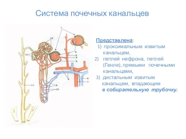 Представлена: 1) проксимальным извитым канальцем, петлей нефрона, петлей (Генле), прямыми