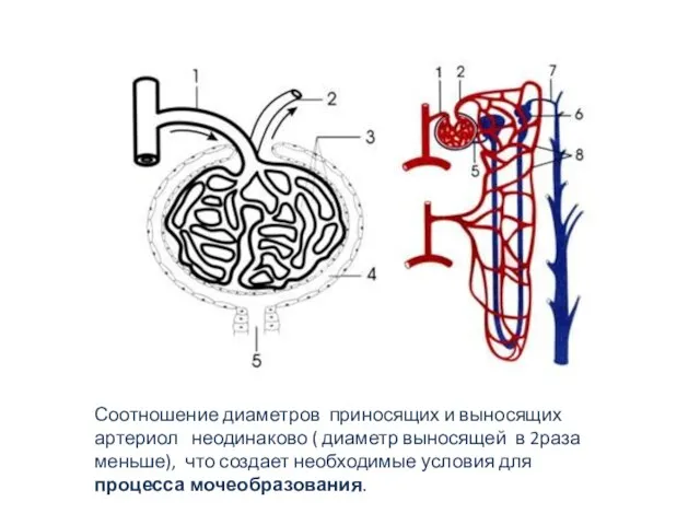 Соотношение диаметров приносящих и выносящих артериол неодинаково ( диаметр выносящей