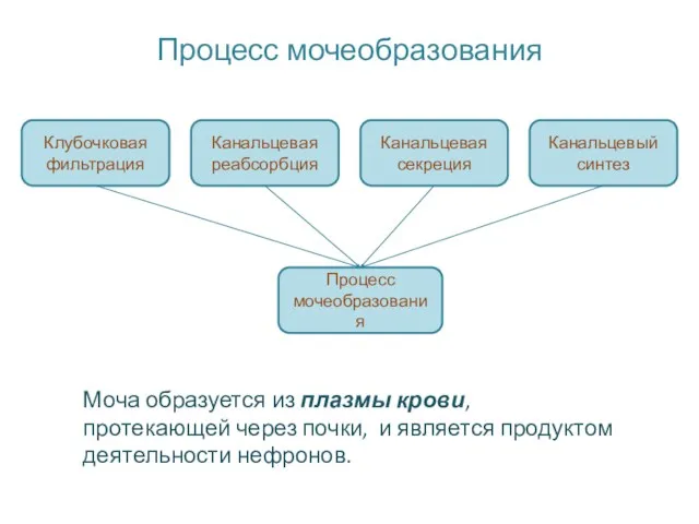 Процесс мочеобразования Клубочковая фильтрация Канальцевая реабсорбция Канальцевая секреция Канальцевый синтез