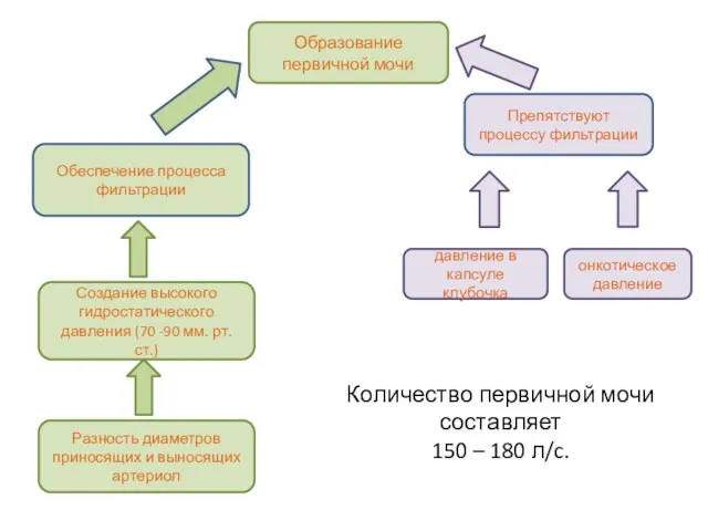 Образование первичной мочи Обеспечение процесса фильтрации Препятствуют процессу фильтрации давление